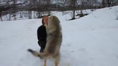 ? Wolves meeting the woman who raised them as cubs for over two years. ?