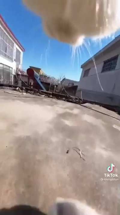 Cat’s adventure