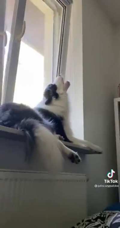 Not sure if dog or Opera Singer.