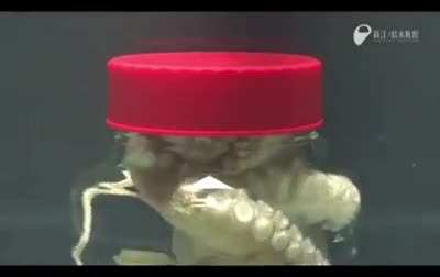 Within minute of being put in a jar, octopus learns how to remove the lid.