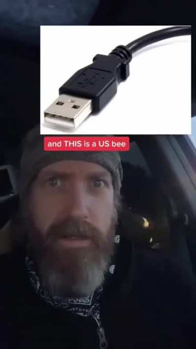 UK vs US bees