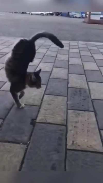 Cat from ohio