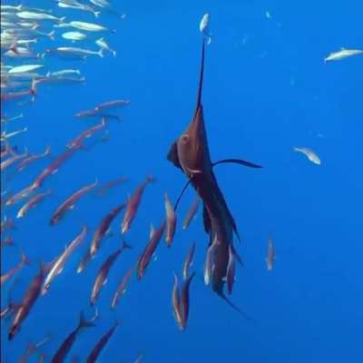 ? Sailfish are master hunters. They us their sails to coral schools of fish and then inflict damage with their bill.