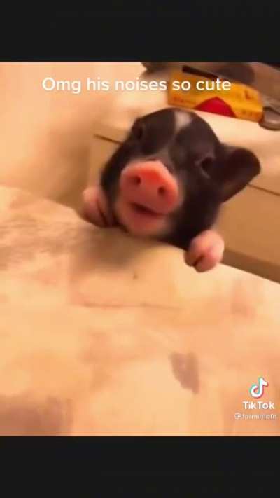 Piggy snack