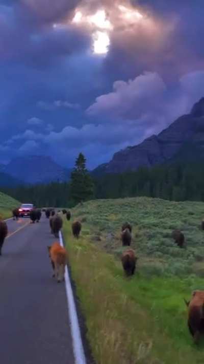 ?A surreal morning in Yellowstone