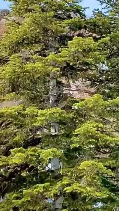 Apex predator camouflaged