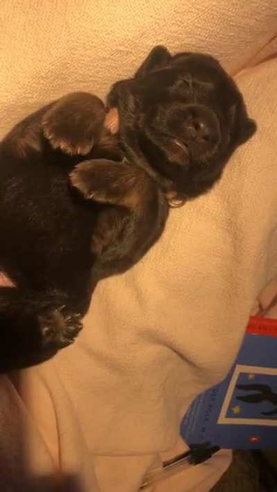 10 days old and already running in her sleep