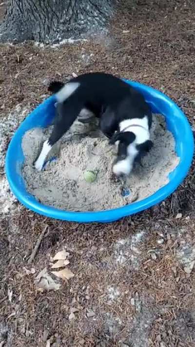 Trainer says, "An approved digging area is a great way for a dog to release tension."