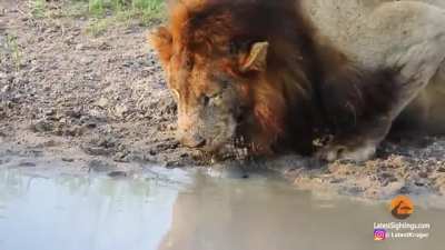 ? Plucky terrapin pesters these drinking lions