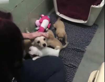 Sad mama dog reunites with her lost puppies. A dog mama named Cora ended up in a shelter after her owner had taken her babies away from her. Depressed, she wouldn’t move away from a corner, so The Marin Humane Society tracked down Cora’s puppies and reuni
