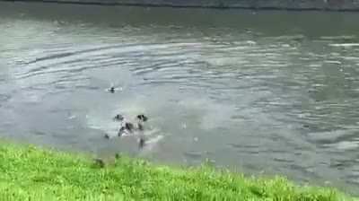 ? A handful of Otters started appearing in Singapore's waters couple years back. Today there are Otter gang wars