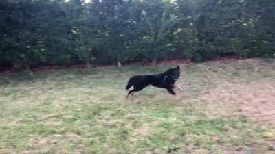 Rescued from kill shelter, first day in our backyard.