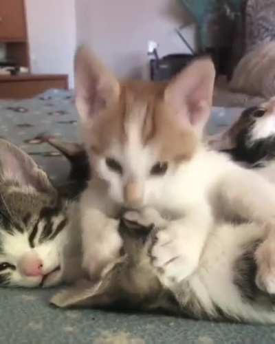 lick lick lick