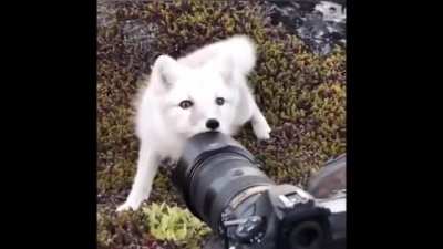 ? This Arctic Fox Checking Out A Wildlife photographer