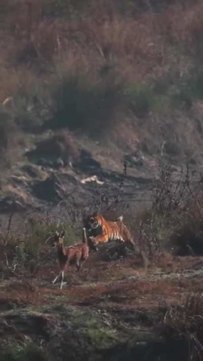 Tiger chasing a deer somewhere in India