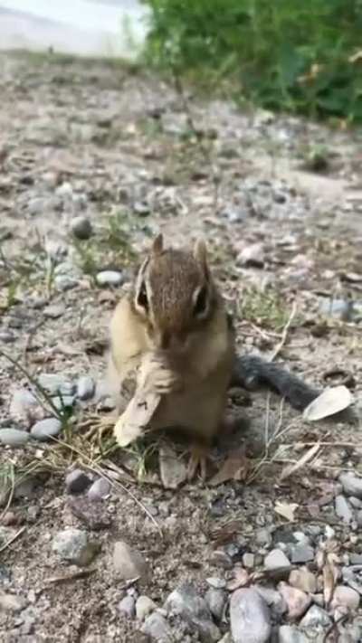 Chipmunk tears a moth to shreds in seconds ?