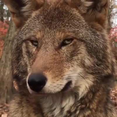 ? A red wolf. There currently less than 35 left in the wild in North Carolina. They are a critically endangered species.