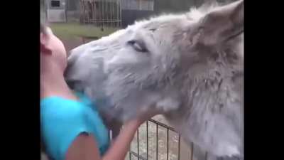 Do you know how to say "I love you" in Donkeyspeak?