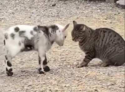 The goat was practising a charge, but the cat took it as a sign of affection.