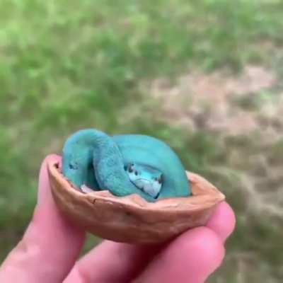 ? Bright blue snake fits in a nutshell