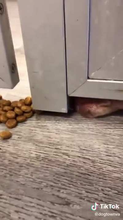 He’s hungry