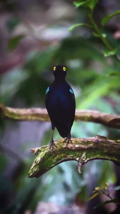 ? Purple glossy starlings