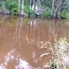 Onça pintada