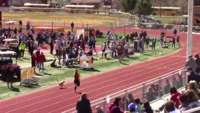 Dog Races Humans And Wins, Easily