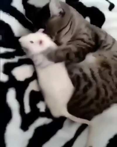 There's many rats like it. This one is mine.
