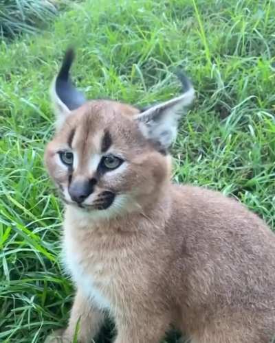 ? This caracal flicking its ears