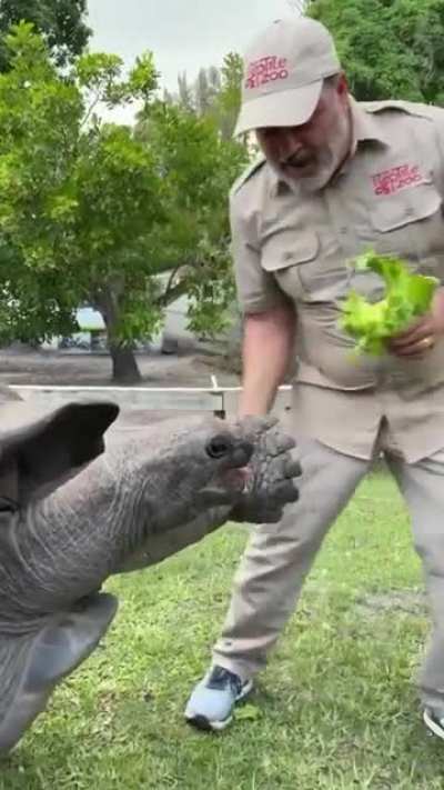 Giant tortoise high fives are the best high fives ?