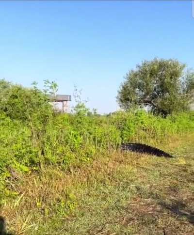 Man spots massive alligator whilst out hiking