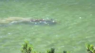 ? I couldn’t tell what it was at first, but that wasn’t what I was expecting.. thought it was an otter, then I thought it was a shark, and let me say I was wrong both times.