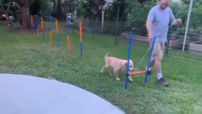 Dog Training