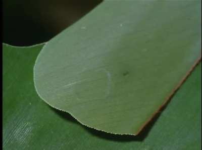This caterpillar creates a little hut to hide from predators while eating