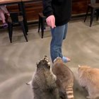 Tricks for trash!