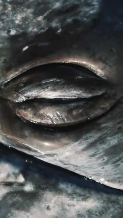 Eye contact with a grey whale