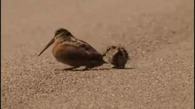 American woodcock luring worms