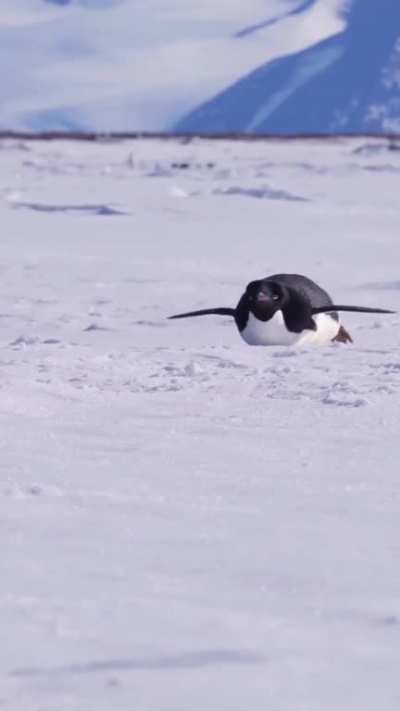 ? Adelie Penguins tobogganing around