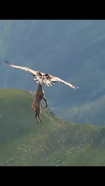 Eagle carrying an entire goat ?