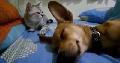 Dog Sleep Farting Makes Cat Angry ?