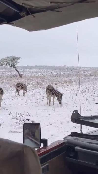 ? Snow in South Africa