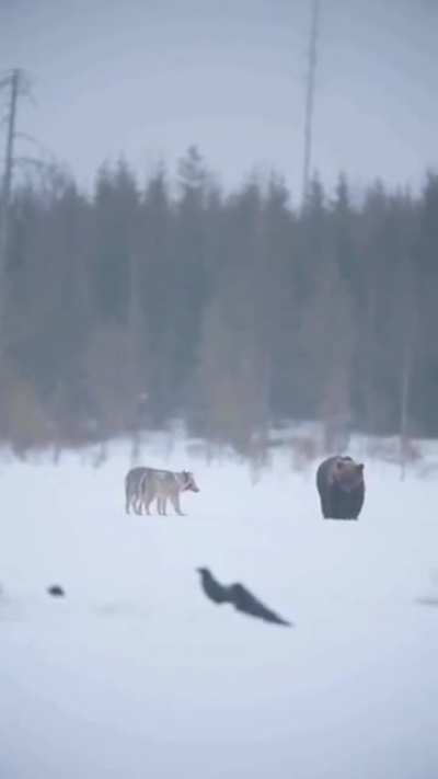 ? When two Apex Predators meet.