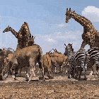 ? Herbivores of Africa gathering at the waterhole resembles a scene from Lion King ?