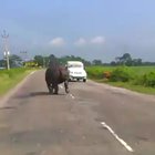 Rhino chasing cars