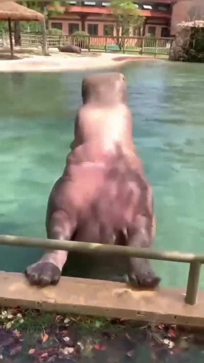 ? graceful