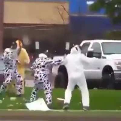 Cow and chicken fun fight ?