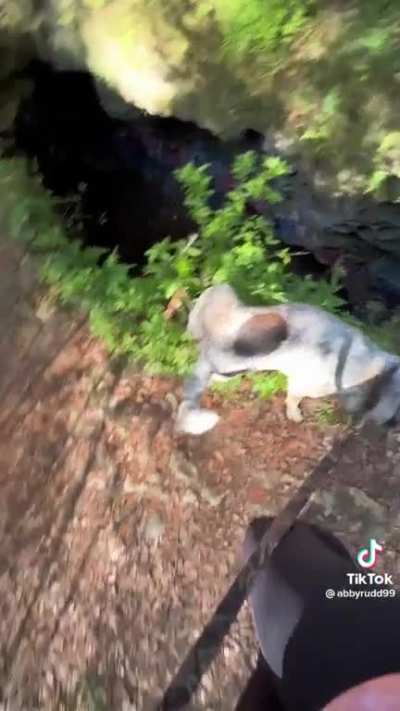 Was that a dog? ?