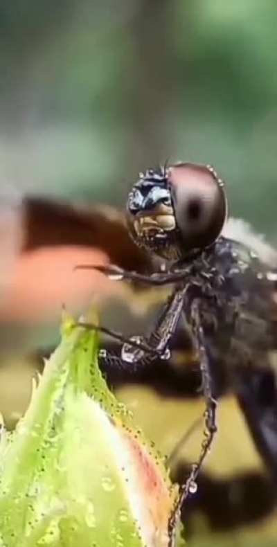 ? A dragonfly wiping the raindrops from her eyes with her hands. Dragonflies have 30,000 separate honeycomb eyes with 360-degree viewing angles resembling honeycombs.