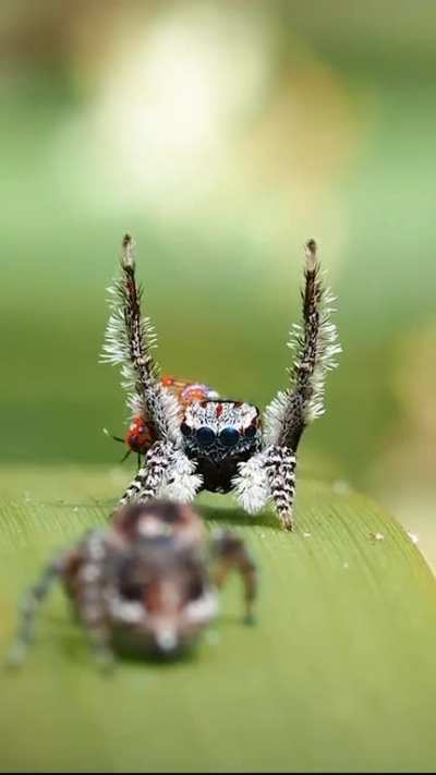 ?The Pinnate Peacock Dances